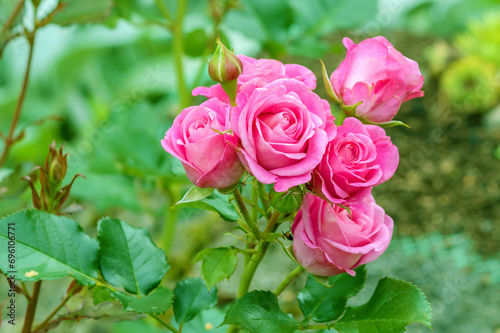 Blooming garden bush of decorative rose (Lovely-Lydia) in a summer country garden.