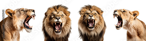 set of agressive lion and lioness, close up, Isolated on Transparent Background, PNG