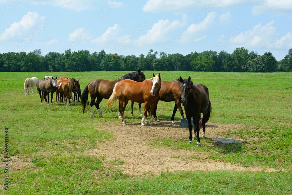 horses in the meadow