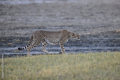 Cheetah walking on dry grass in Savannah of Tanzania