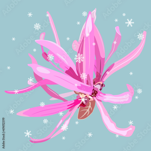 Single blooming flower of Loropetalum Chinense plant under snow. Seasonal winter design with pink blossom. Chinese fringe flower or strap flower. On blue background.