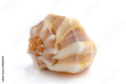 beautiful sea shell on white background 3