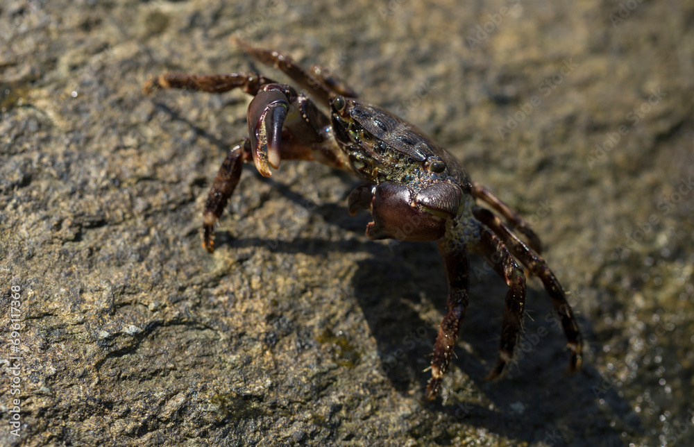 Pachygrapsus marmoratus is a species crab, sometimes called the marbled rock crab or marbled crab. Black Sea. Crab in the stones. The mating behavior of the animal, the release of foam.