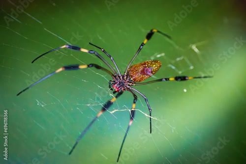 Golden orb spider (Nephila Clavipes) in Tortuguero National Park (Costa Rica)