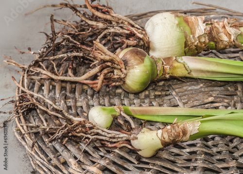 Four bulbs of different sizes of hippeastrum (amaryllis) on a wicker circle photo