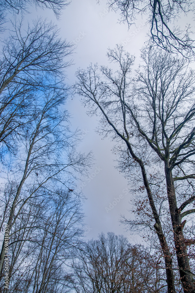 Trees without leaves view up from the bottom Trees without leaves view up from the bottom