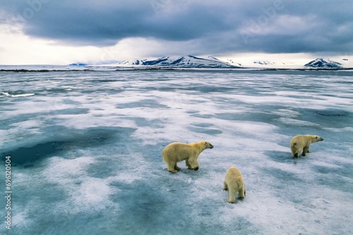 Polar bears on the ice in an arctic landscape, Spitsbergen, Svalbard, Norway, Europe photo