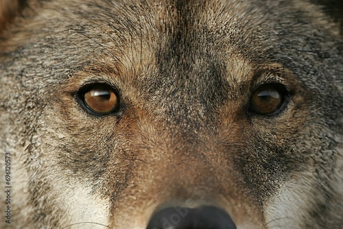 Iberian wolf (Canis lupus signatus), Antequera, Andalusia, Spain, captive, Europe photo