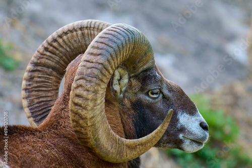 European mouflon (Ovis orientalis musimon), portrait of a mouflon ram with impressive curved horns in a natural environment, Germany, Europe photo