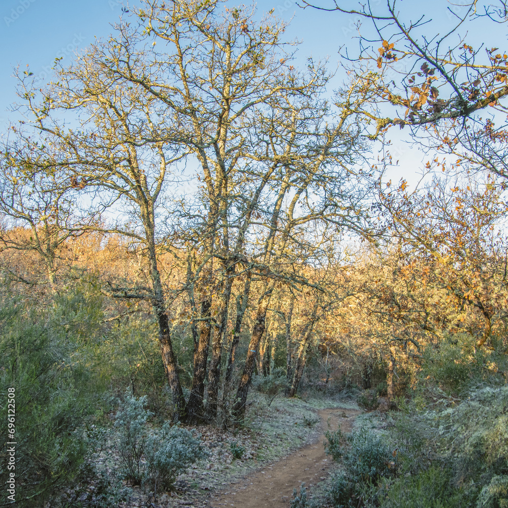 Petit chemin de randonnée en sous bois avec de magnifiques arbres