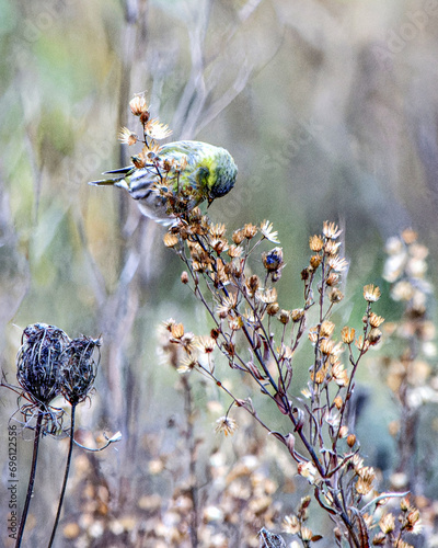 Un tarin des aulnes perché sur des fleurs pour en déguster les graines photo