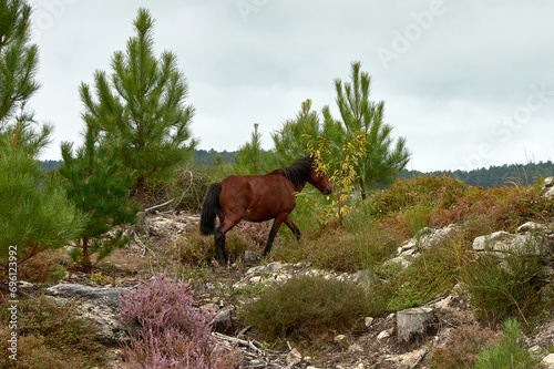 Los caballos salvajes de los montes del Sur de Galicia photo