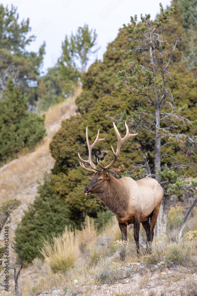 Male elk during rutting season in Yellowstone National park Male elk during rutting season in Yellowstone National park