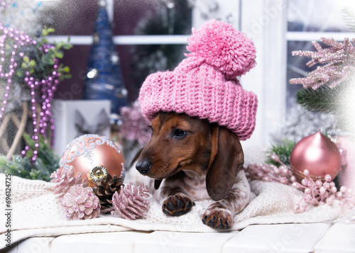 Puppy dachshund, New Year's puppy, Christmas dog, christmas dachshunds