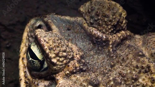 A large female cane toad (Rhinella marina), head close-up photo