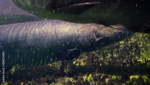 Arapaima or pirarucu (Arapaima gigas) swimming