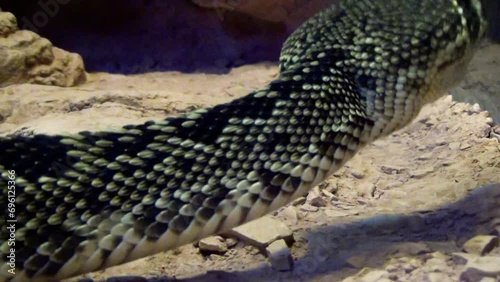 Eastern diamondback rattlesnake (Crotalus adamanteus) moving in a terrarium, close-up of scales photo
