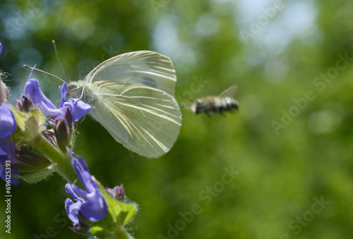 photography of Butterfly, bee 
butterfly on a flower  