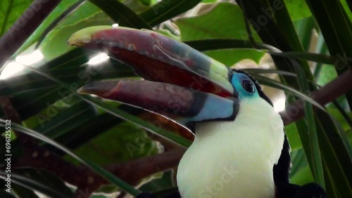 White-throated toucan (Ramphastos tucanus) with an open beak on a palm tree, close-up