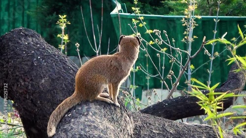 Yellow mongoose (Cynictis penicillata) on a large log in captivity photo