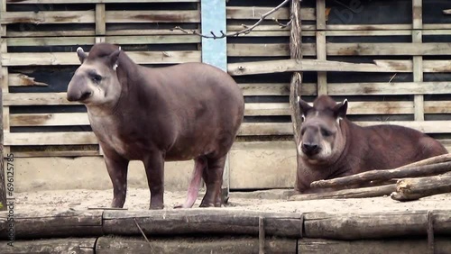 South American tapirs (Tapirus terrestris) in captivity, the male's penis touches the ground photo