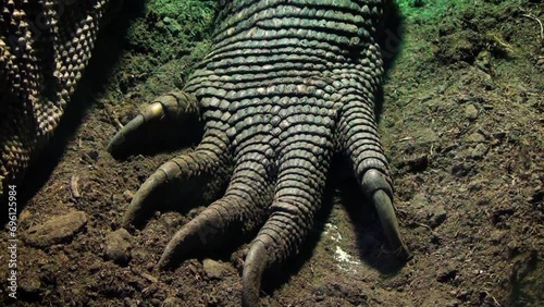 Komodo dragon (Varanus komodoensis) hand and claws