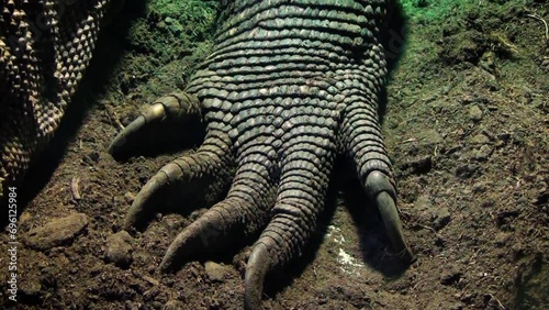 Komodo dragon (Varanus komodoensis) hand and claws photo