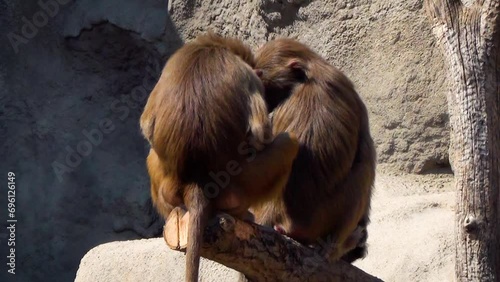 Low-ranking hamadryas baboon (Papio hamadryas) male mating with female in captivity