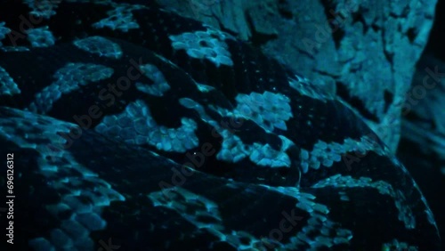 Carpet python (Morelia spilota) curled up at night, close-up photo