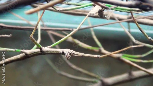 Walking stick, probably Annam walking stick (Medauroidea extradentata), close-up photo