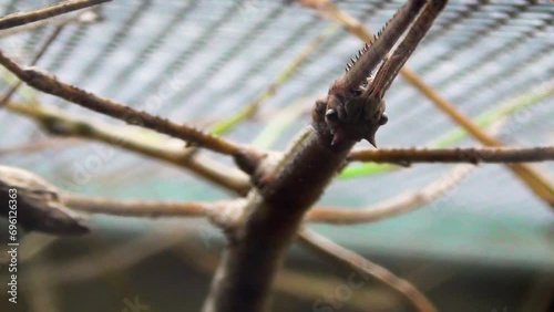 Giant stick insect (Phobaeticus serratipes) on the roof of a terrarium, close-up photo