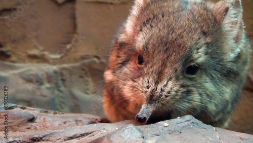 Round-eared elephant shrew (Macroscelides proboscideus), close-up