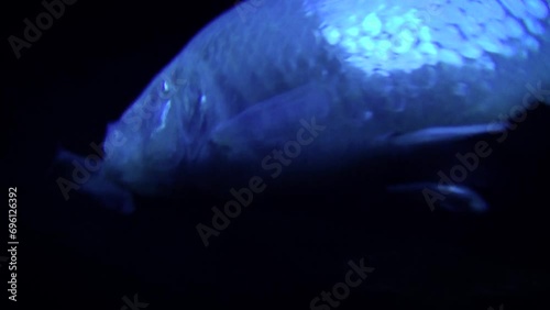Blind cave fish (Astyanax mexicanus) swimming in a dark environment photo