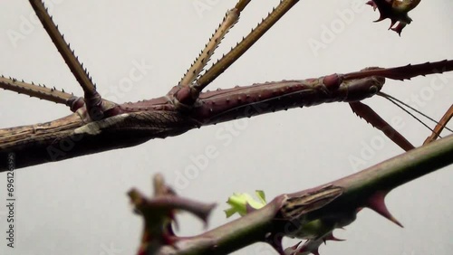 Giant stick insect (Phobaeticus serratipes) on the roof of a terrarium, close-up photo