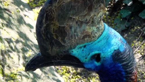 Southern cassowary (Casuarius casuarius) head close-up