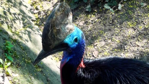 Southern cassowary (Casuarius casuarius)