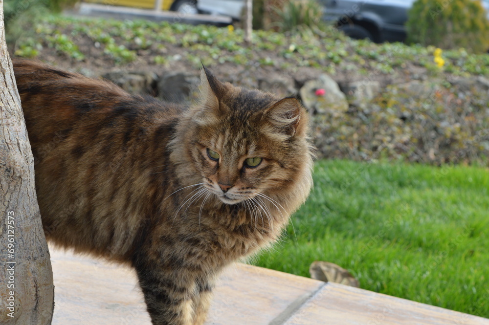 photography of Beautiful brown cat