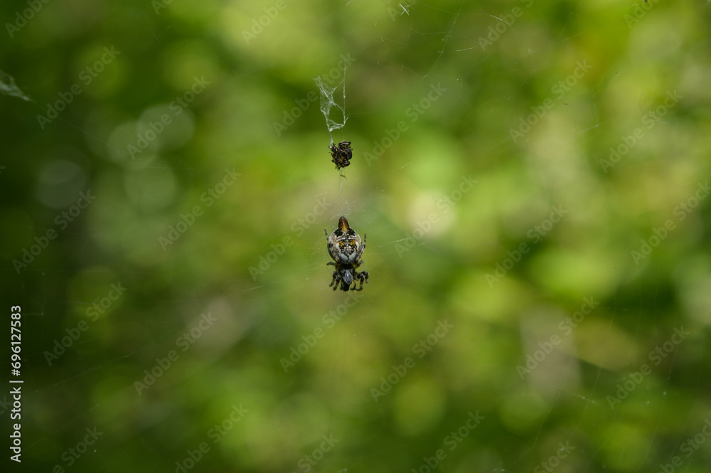 photography of spider photography of spider