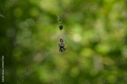 photography of spider