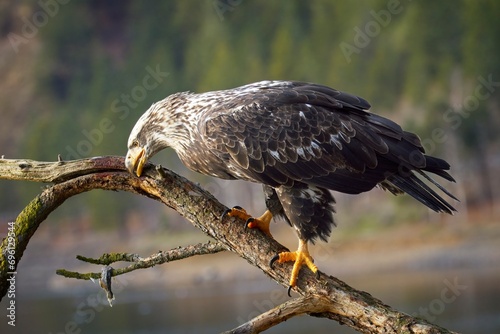 Bald eagle rubs its beak on a branch.