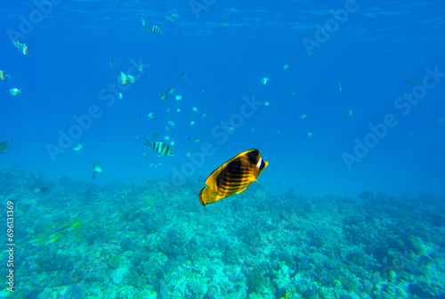 coral reef and fish for banner background