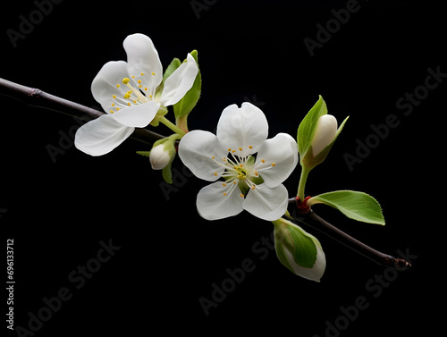 Apple flower in studio background  single apple flower  Beautiful flower  ai generated image