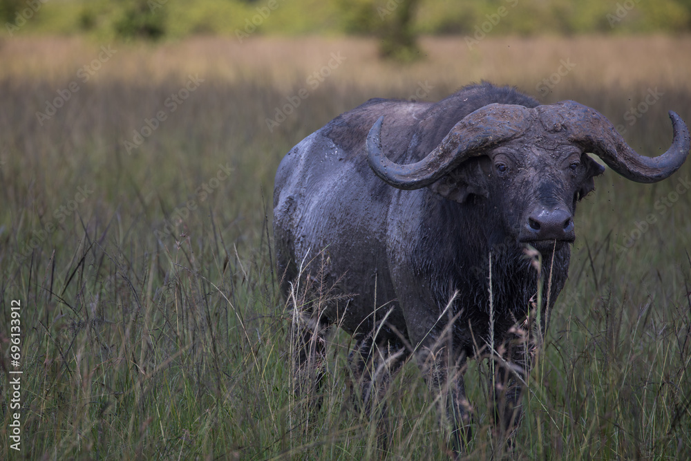 Obraz premium An African buffalo or Cape buffalo (Syncerus caffer) in Tanzania. 