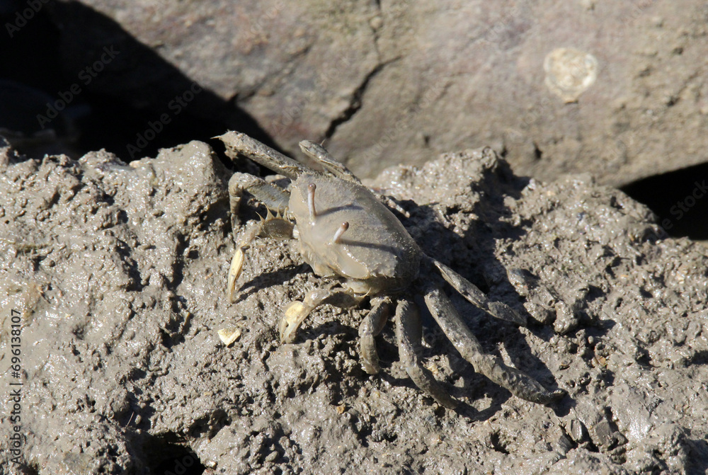 Sentinel crab crustacean animal crawling through the mud in the mangroves
