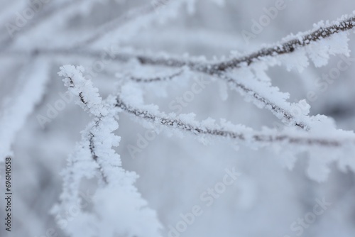 Frosty branch on blurred background, closeup. Winter season