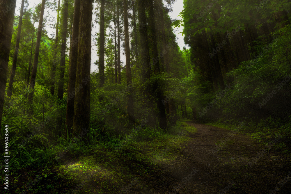 Fototapeta premium Walking trail through the forest Yakushima island