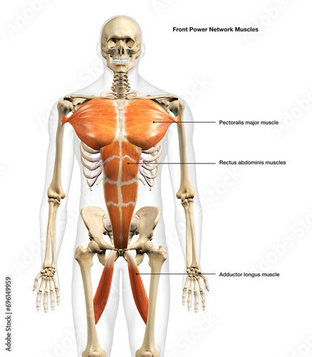 Front View of Male Power Network Muscles on White Background with Text Labeling	 photo