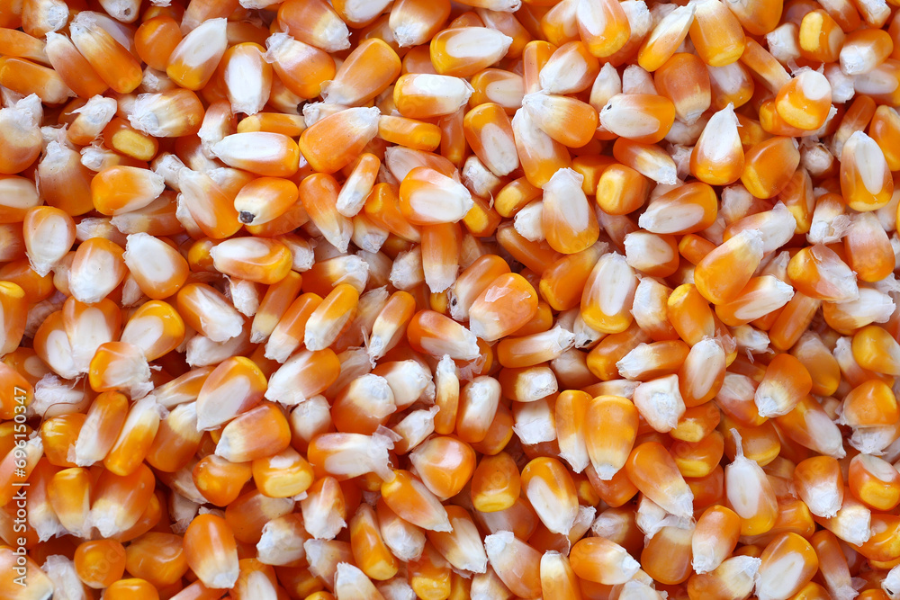 organic grain yellow corn seed or maize and dry corn cob background. organic grain yellow corn seed or maize and dry corn cob background.