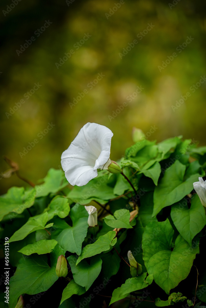 Biały kwiat na tle zielonych liści - obrazy, fototapety, plakaty 
