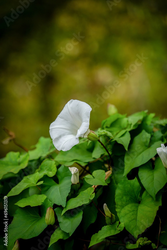 Biały kwiat na tle zielonych liści